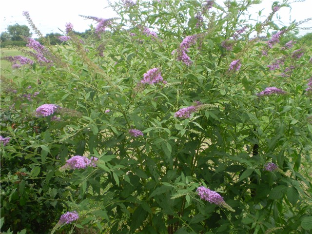 budleja